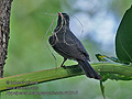 Hypsipetes_madagascariensis_rh0315
