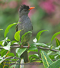 Hypsipetes_madagascariensis_rh0359