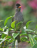 Hypsipetes_madagascariensis_rh0360
