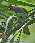 Hypsipetes_madagascariensis_rh0376