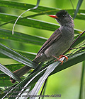 Hypsipetes_madagascariensis_rh0382