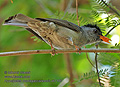 Hypsipetes_madagascariensis_rh7100