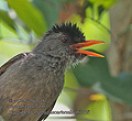 Hypsipetes_madagascariensis_rh7105