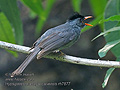 Hypsipetes_madagascariensis_rh7877
