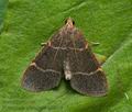 Hypsopygia_glaucinalis_cr2811s