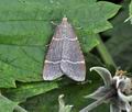 Hypsopygia_glaucinalis_hz4092
