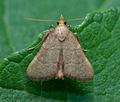 Hypsopygia_incarnatalis_dy8828s