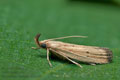 Hypsotropa_limbella_dy9045s