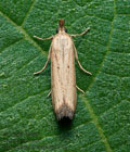 Hypsotropa_limbella_dy9072s