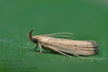 Hypsotropa_limbella_dy9099s