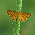 Idaea_aureolaria_ak6284