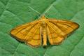 Idaea_aureolaria_ct9098s