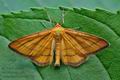 Idaea_aureolaria_ct9152s