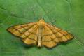 Idaea_aureolaria_cv6530s