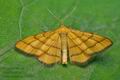 Idaea_aureolaria_cv6543s