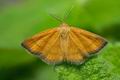 Idaea_aureolaria_ja2766s