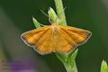 Idaea_aureolaria_ja2799s