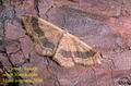 Idaea_aversata_2606