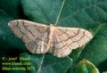 Idaea_aversata_2673