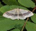 Idaea_aversata_ab9606