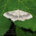 Idaea_aversata_ai1407