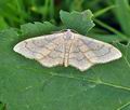 Idaea_aversata_bh1252