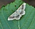 Idaea_aversata_bh2512