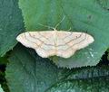 Idaea_aversata_bo5823