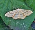 Idaea_aversata_bo5828