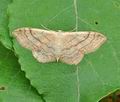 Idaea_aversata_bs2016