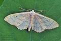 Idaea_aversata_bu1245