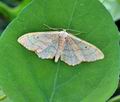 Idaea_aversata_bu1248