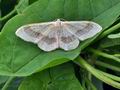 Idaea_aversata_bu1813