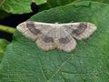 Idaea_aversata_bu4023