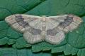 Idaea_aversata_cd7688s