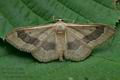 Idaea_aversata_cu8674s