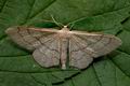 Idaea_aversata_jf4470s