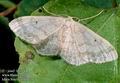 Idaea_biselata_10807