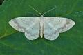 Idaea_biselata_ai5050