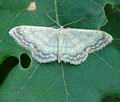 Idaea_biselata_al2303