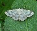 Idaea_biselata_bo1713