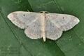 Idaea_biselata_bs2054