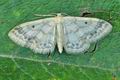 Idaea_biselata_bu4727