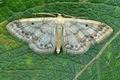 Idaea_biselata_bu4728