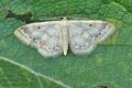 Idaea_biselata_bu4732