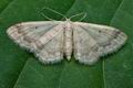 Idaea_biselata_cd3687s