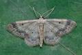 Idaea_biselata_ck9489s