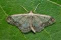 Idaea_biselata_cv0003s