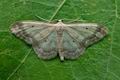 Idaea_biselata_cv0178s