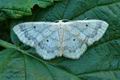 Idaea_biselata_hz7660